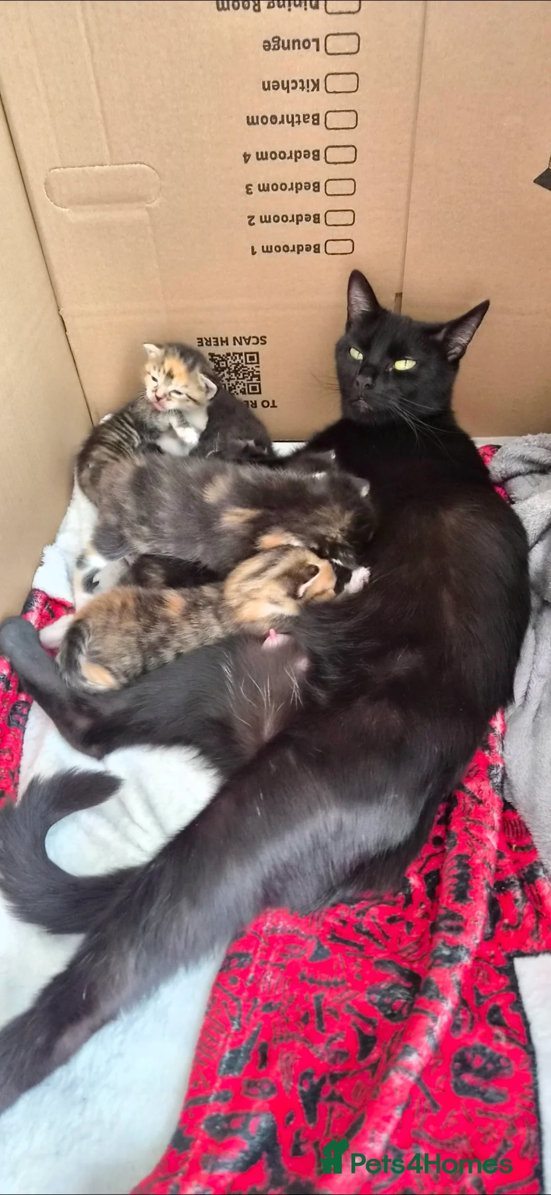 Mixed Breed cats for sale: Beautiful male kitten  in Prenton - Advert 2