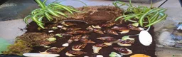 Snails invertebrates for sale: Juvenile african snails buy 1 get 1 free  - Advert 1