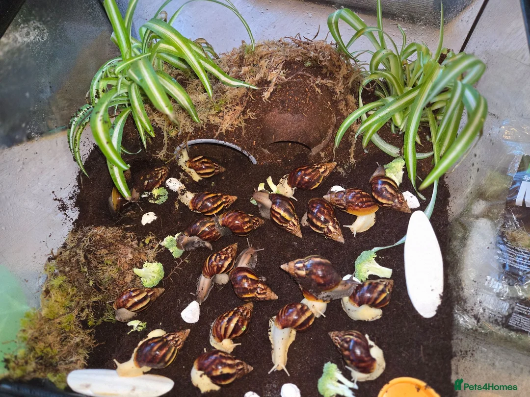 Snails invertebrates for sale: Juvenile african snails buy 1 get 1 free  - Advert 1