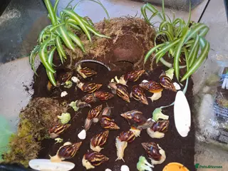 Snails invertebrates Juvenile african snails buy 1 get 1 free - Advert 4