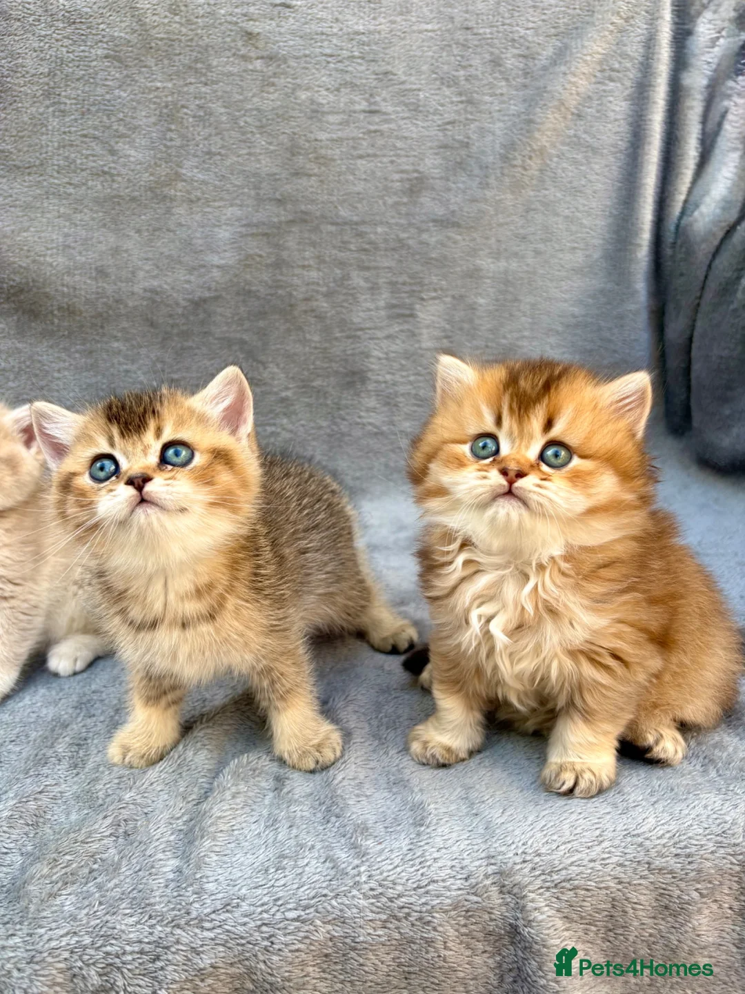 British Longhair cats for sale: ✨Pedigree British longhair golden chocolate lilac - Advert 2