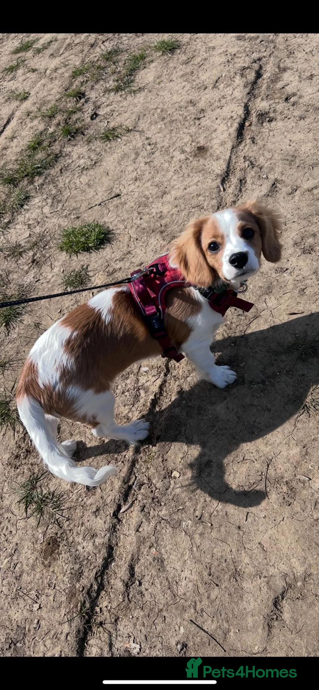 Cavachon dogs for sale: Cavachon puppy for rehoming  - Advert 2