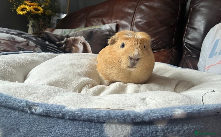 Guinea Pig rodents - Advert 1