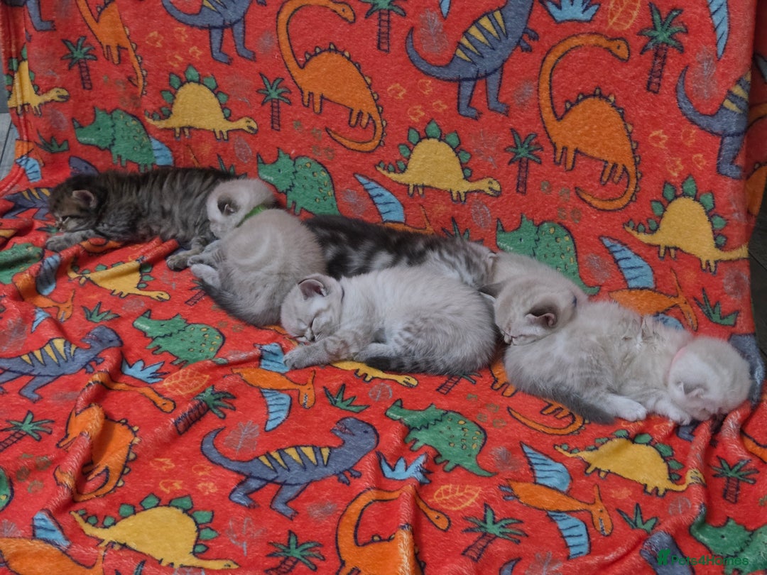 Scottish Fold cats for sale: Scottish Fold/Straight Kittens For Sale  - Image 8