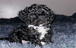 Cavapoo dogs for sale: F2B Cavapoo puppies  - Image 1