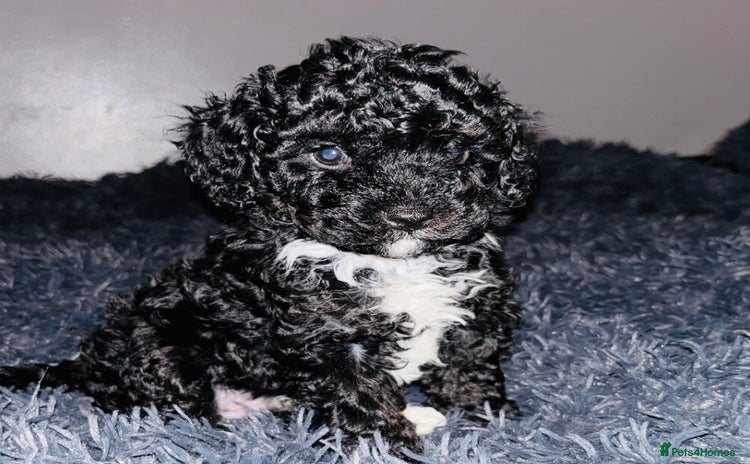 Cavapoo dogs - Advert 3