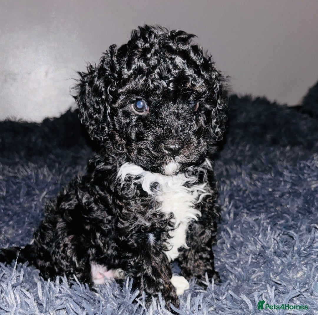 Cavapoo dogs for sale: F2B Cavapoo puppies  - Image 1