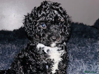 Cavapoo dogs - Advert 8