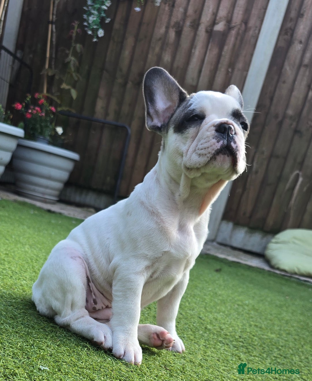 French Bulldog dogs for sale: Adorable Frenchie Puppies Seeking Forever Homes - Image 31