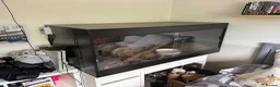 Python Snake reptiles for sale: Royal (Ball) Python  in Redditch - Advert 10