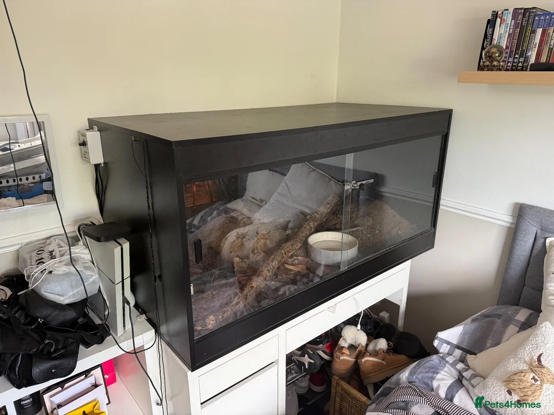 Python Snake reptiles for sale: Royal (Ball) Python  in Redditch - Advert 10