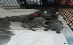 Staffordshire Bull Terrier dogs for sale: Blue Staffordshire Bull Terrier 🐶 Puppies 🐶 - Image 32