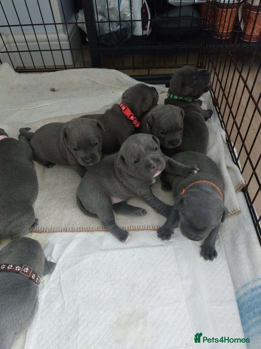 Staffordshire Bull Terrier dogs for sale: Blue Staffordshire Bull Terrier 🐶 Puppies 🐶 - Image 32