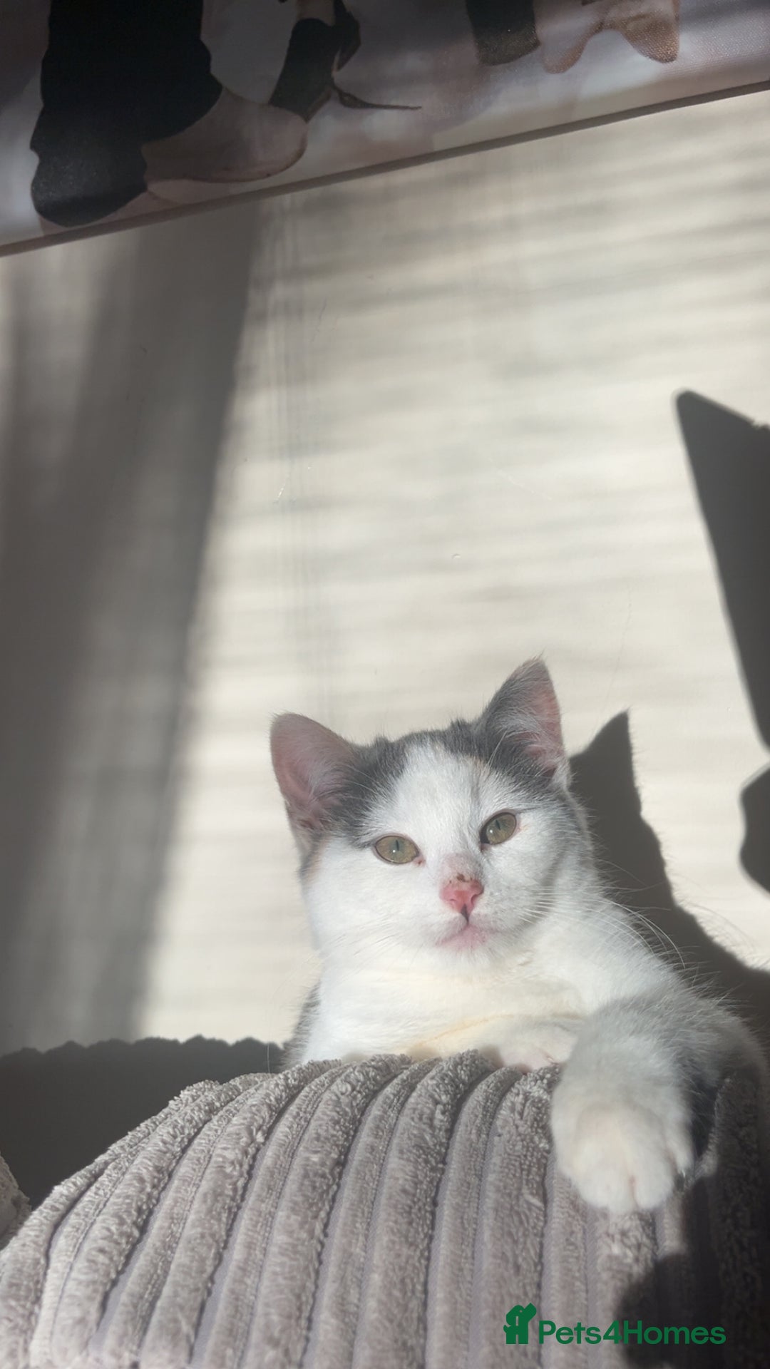 Domestic Shorthair cats for sale: Kitten for sale  - Advert 3