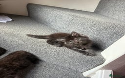 Maine Coon cats for sale: Mixed mainecoons kittens  - Image 15