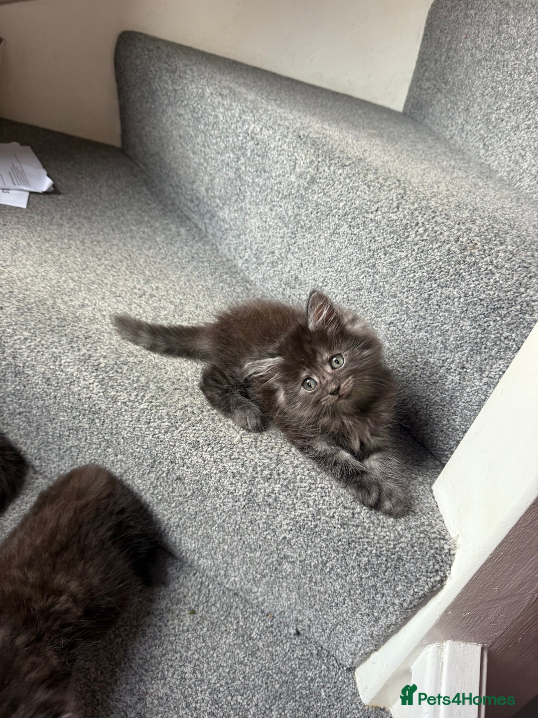 Maine Coon cats for sale: Mixed mainecoons kittens  - Image 15