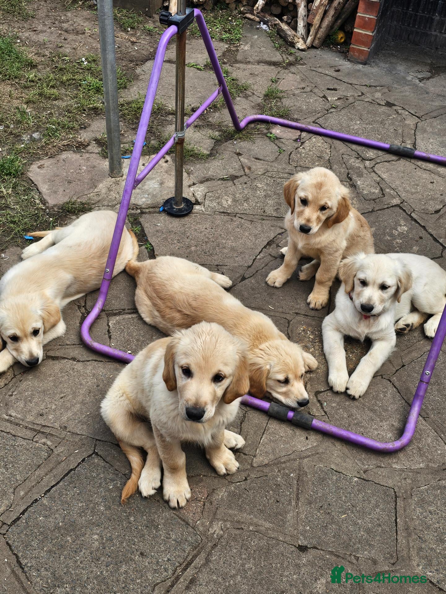 Golden Retriever dogs Ready to go now, fully vaccinated and microchipped - Advert 2