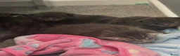Russian Blue cats for sale: Mixed Russian Blue Kittens - Advert 12
