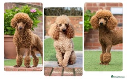 Poodle dogs for stud: Professional STUD & fertility services in Stafford - Image 2