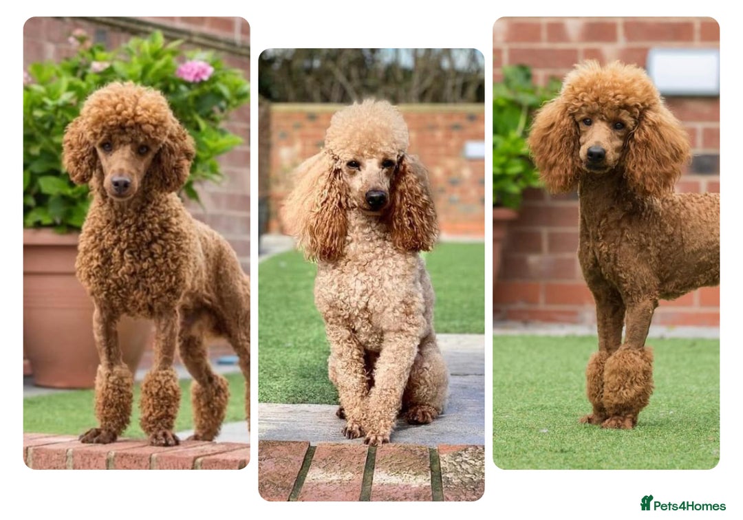 Poodle dogs for stud: Professional STUD & fertility services in Stafford - Image 2