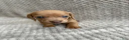 Miniature Dachshund dogs for sale: ⭐️💕miniature dachshund pups⭐️💕 - Advert 18