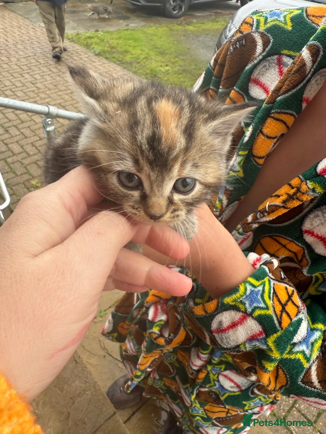 Mixed Breed cats for sale: 1 female rare ginger kitten & 1 female tabby  - Advert 3