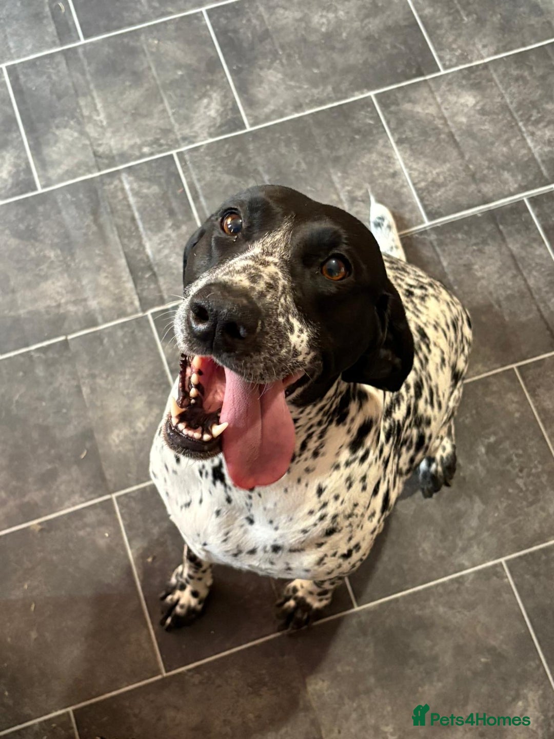 German Shorthaired Pointer dogs for sale: Beautiful German pointer girl  - Image 3