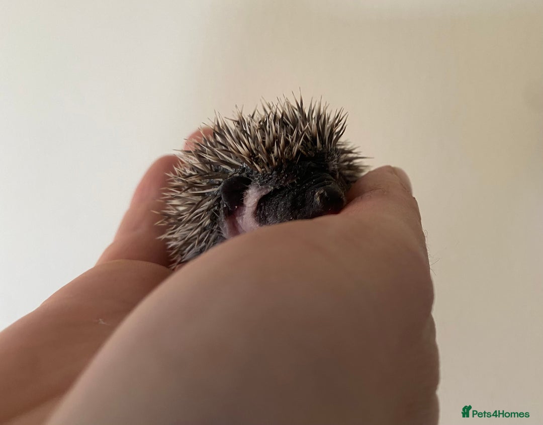Pygmy Hedgehog rodents for sale: Stunning female hoglets for sale!  - Advert 29