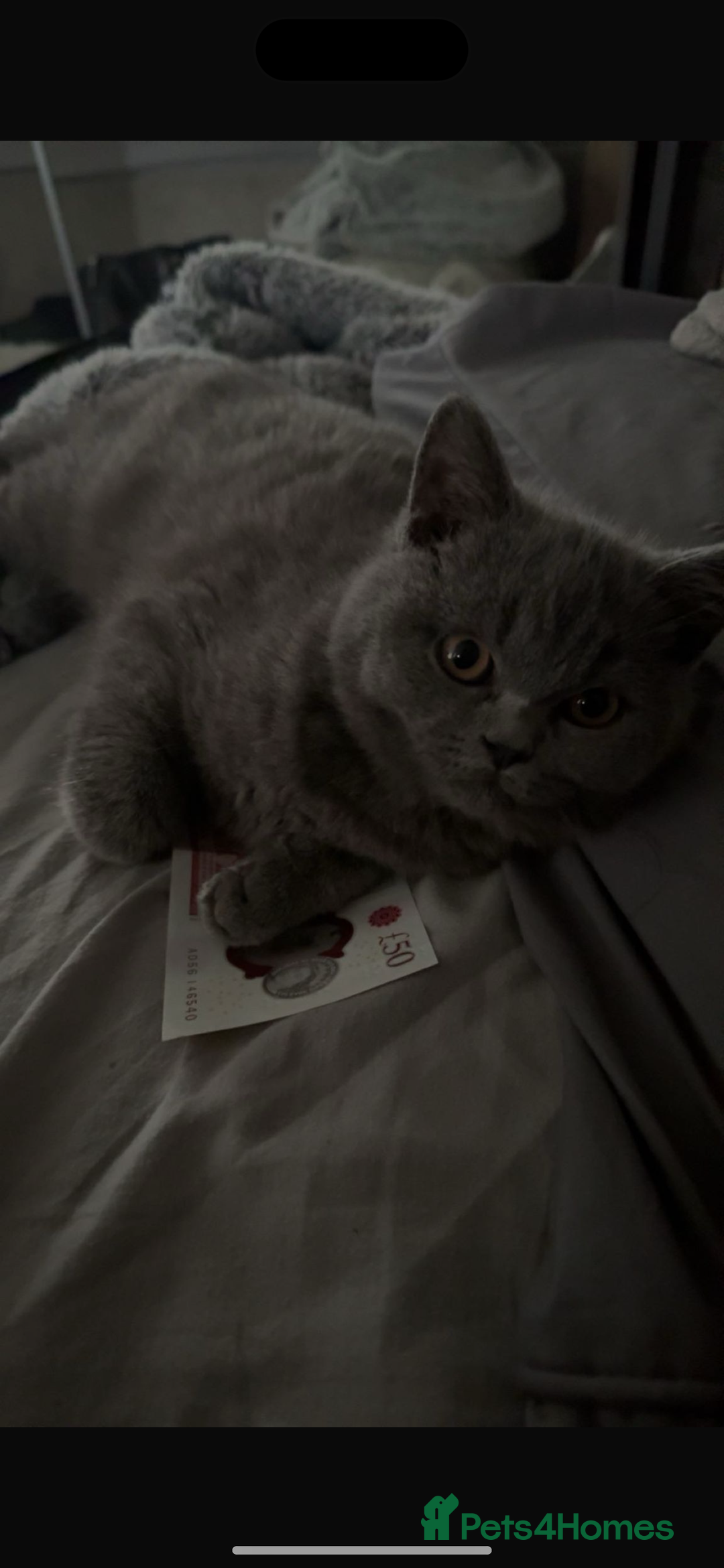 British Shorthair cats for sale: mowgli  - Image 3