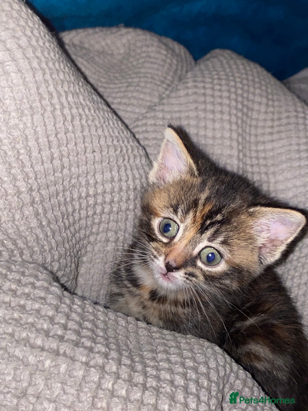 European cats for sale: 5 gorgeous baby kittens - Image 8