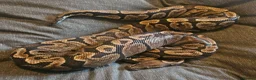Python Snake reptiles for sale: GHI Royal Python  in Sleaford - Advert 3