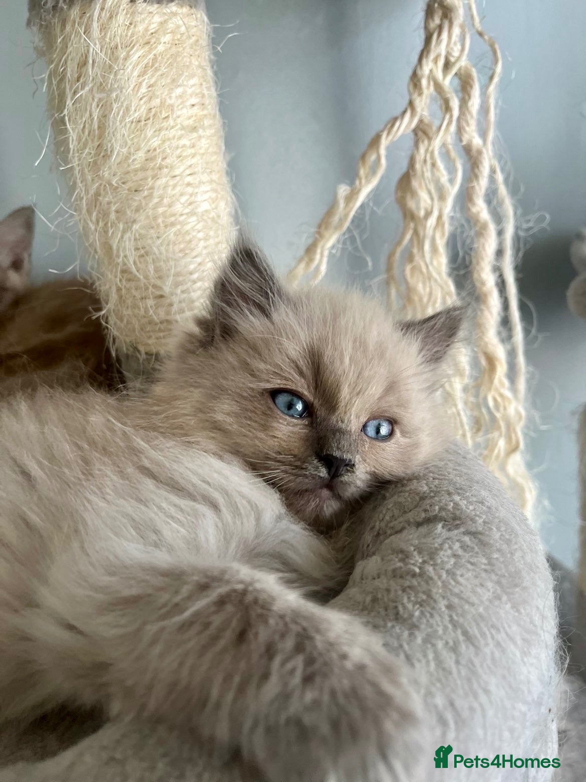 Ragdoll cats Tica cherubim ragdoll kittens - Advert 15