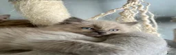 Ragdoll cats for sale: Tica cherubim ragdoll kittens - Advert 3