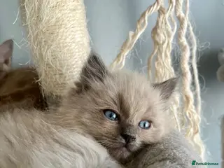 Ragdoll cats Tica cherubim ragdoll kittens - Advert 15