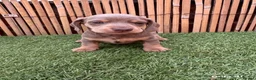 Miniature Dachshund dogs for sale: 5 Beautiful Dachshund Puppies - Advert 5