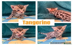 Bengal cats for sale: Beautiful Bengal Kittens  - Image 2