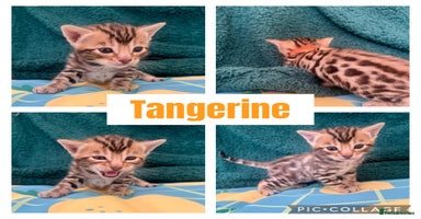 Bengal cats - Advert 12