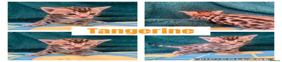 Mr Tangerine 
