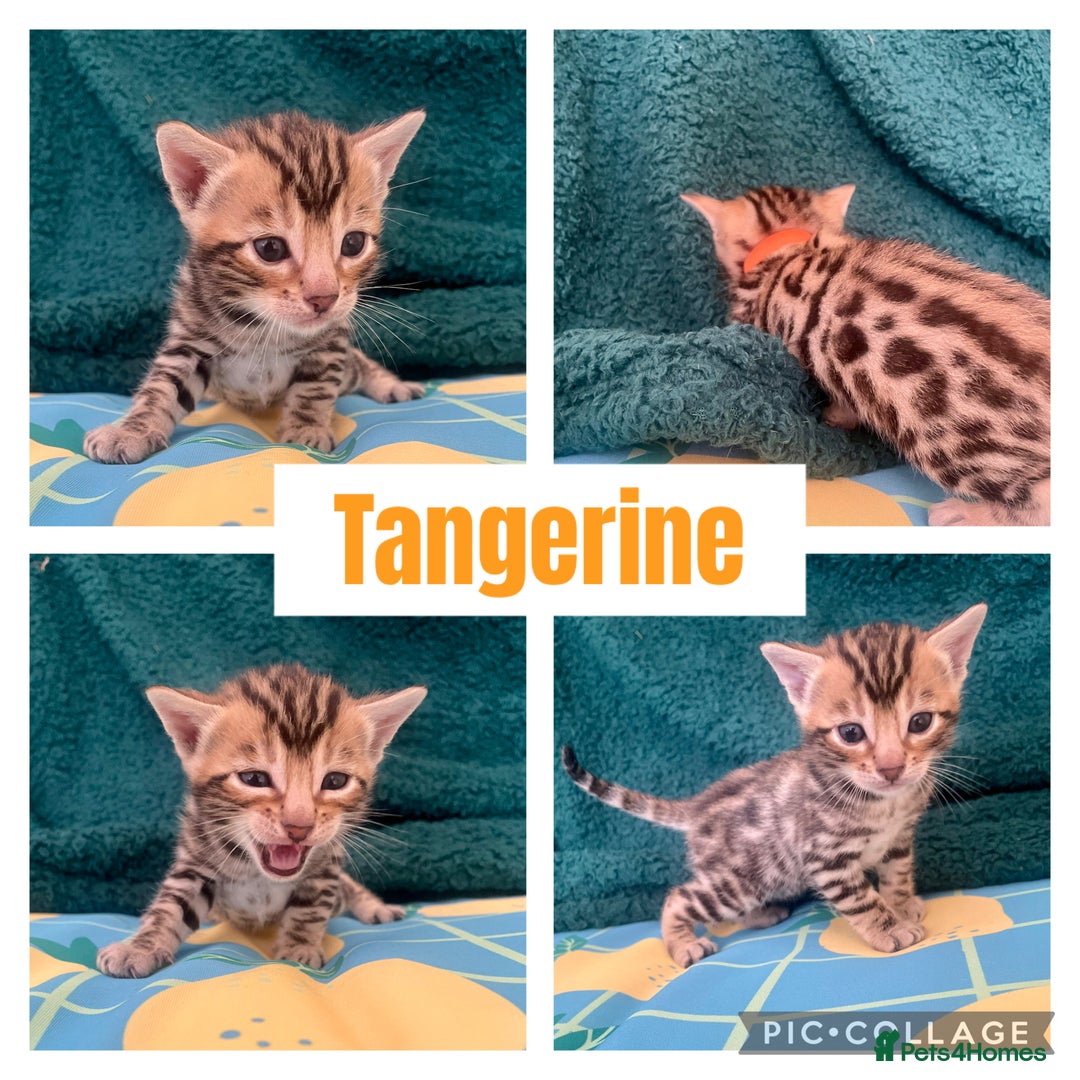 Bengal cats for sale: Beautiful Bengal Kittens  - Image 2