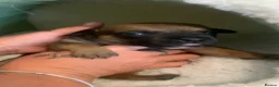 Staffordshire Bull Terrier dogs for sale: Staff puppies  - Advert 4