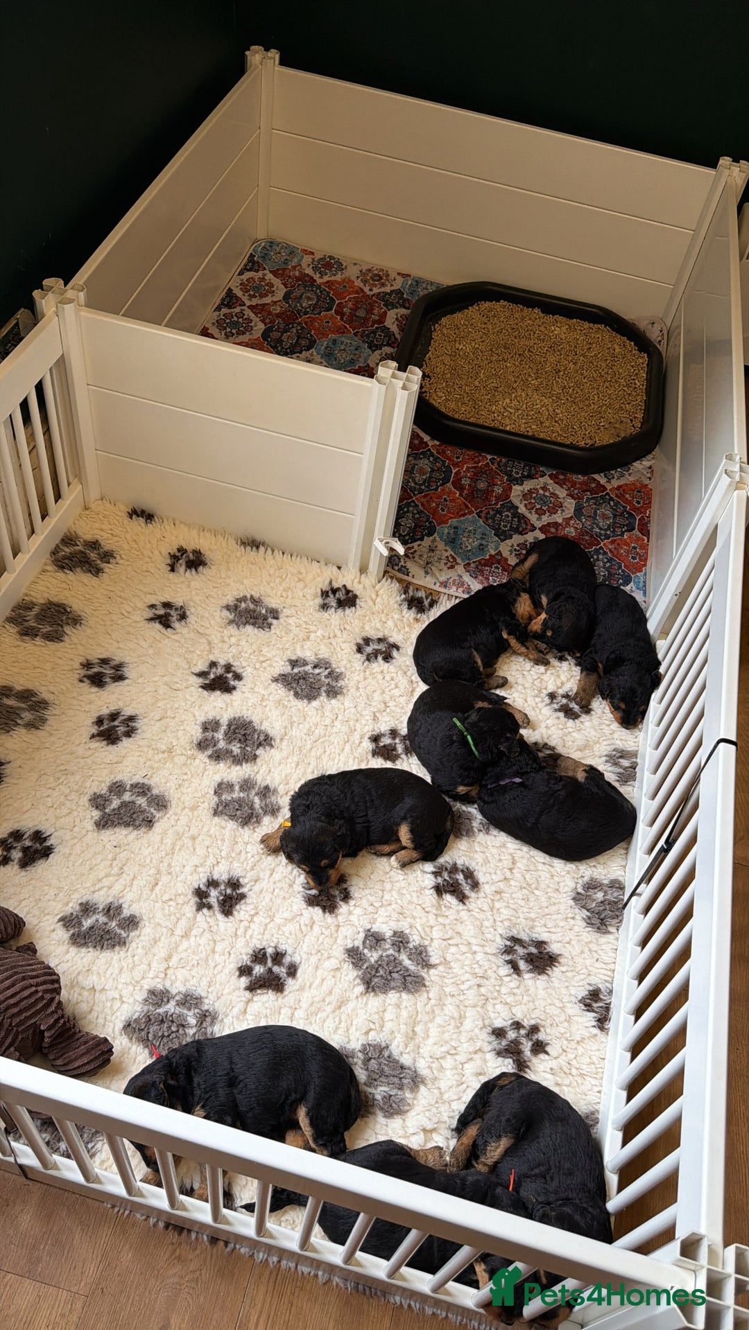 Airedale Terrier dogs for sale: KC Female Airedale Puppy🌟🐾 - Advert 10