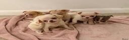 Chihuahua dogs for sale: Kc chihuahua puppies Russian and Ukraine lines - Advert 1