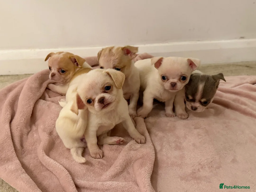 Chihuahua dogs for sale: Kc chihuahua puppies Russian and Ukraine lines - Advert 1