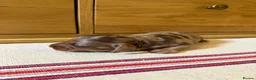 Miniature Dachshund dogs for sale: KC Long Haired Miniature Dachshund Puppies - Advert 38