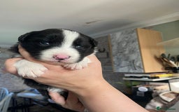 Border Collie dogs for sale: 🏡 Smart, Sweet Border Collie Pups Await You!" - Image 14