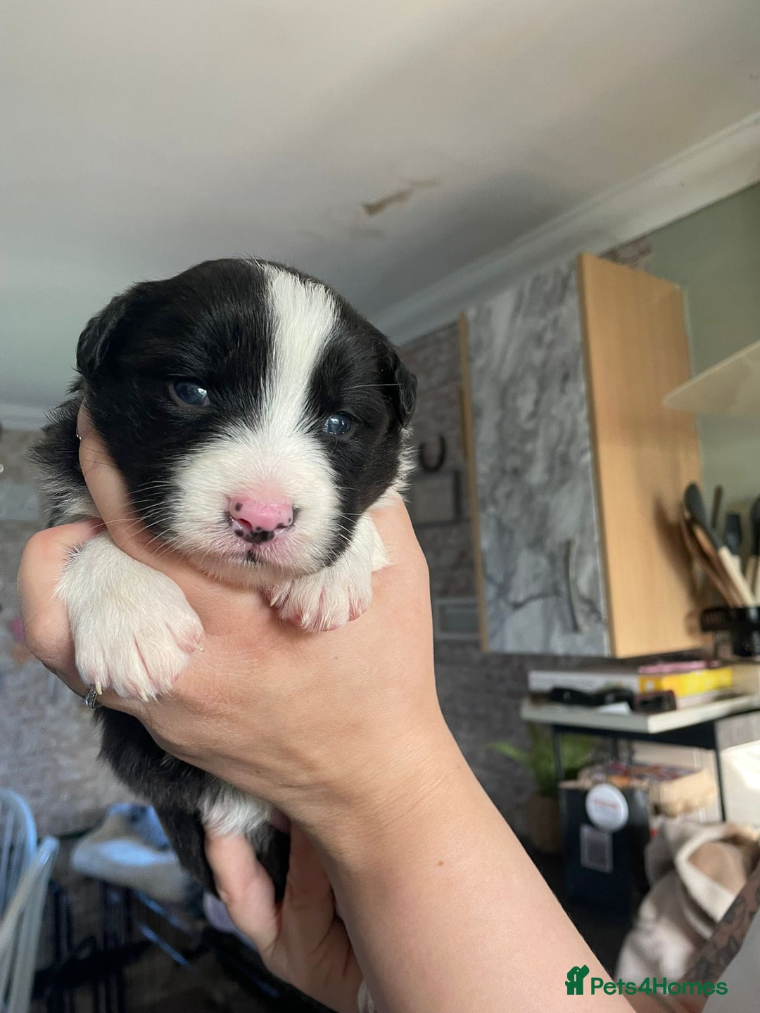 Border Collie dogs for sale: 🏡 Smart, Sweet Border Collie Pups Await You!" - Image 14