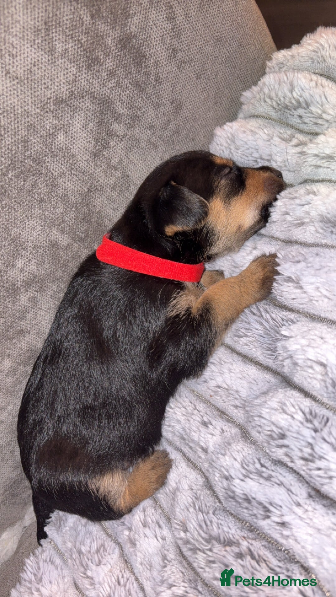 Jack Russell dogs for sale: 2 JACK RUSSELL BOYS - Image 10