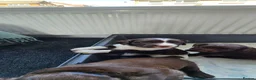 Sprocker dogs for sale: Last 3 boy Sprocker left - Advert 2