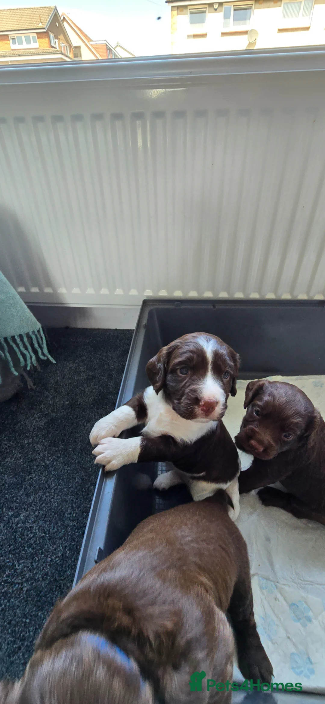 Sprocker dogs for sale: Last 3 boy Sprocker left - Advert 2