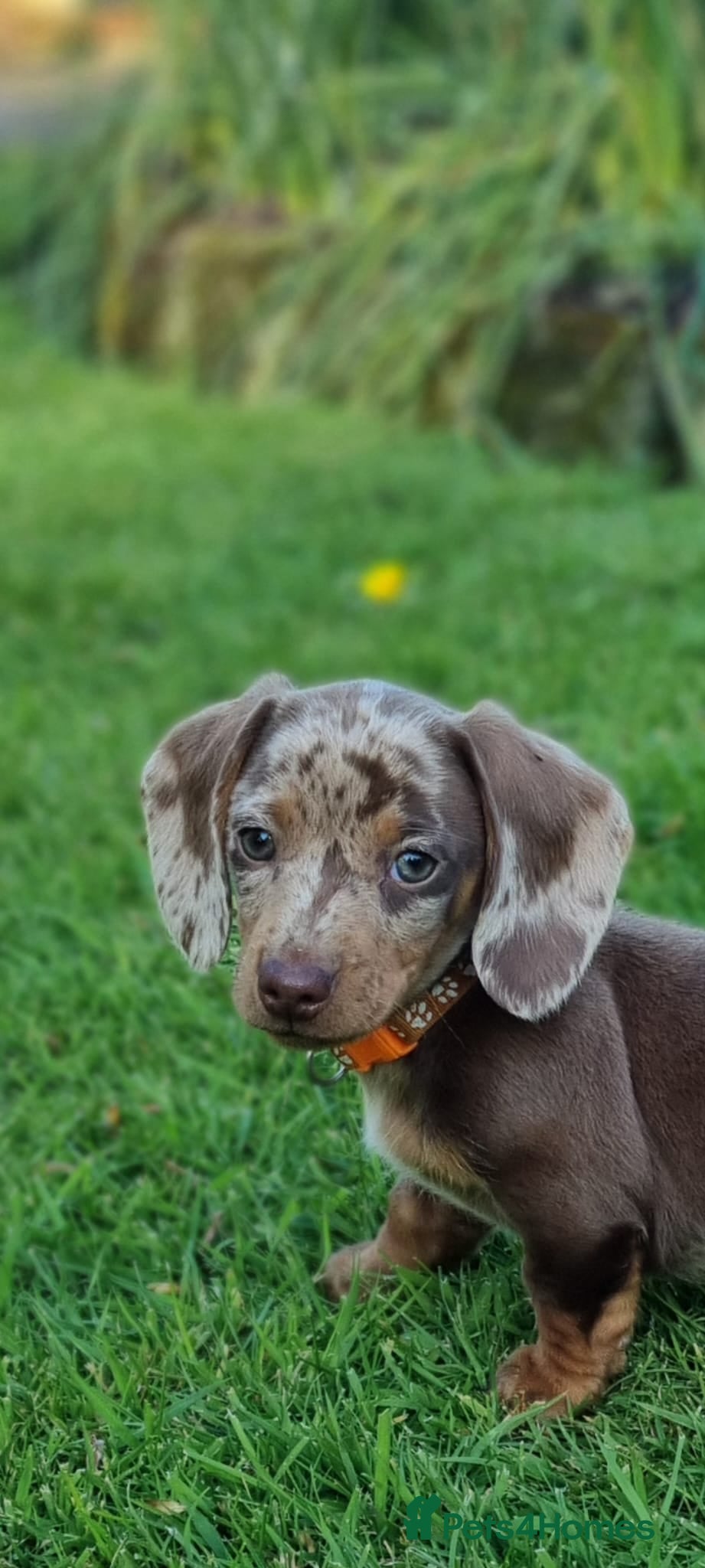 Miniature Dachshund dogs Rare rainbow litter - Advert 2